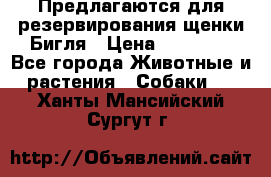 Предлагаются для резервирования щенки Бигля › Цена ­ 40 000 - Все города Животные и растения » Собаки   . Ханты-Мансийский,Сургут г.